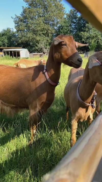 Two brown goats wait at a fence in a field. 