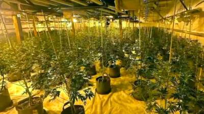 Hundreds of plants were seized during the raid