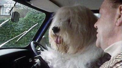 Tramp, the driving sheepdog