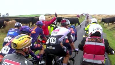 Riders on the Tour of Britain stop as cattle crosses the road