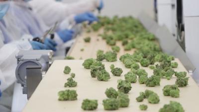 A production line with bits of cannabis, which looks similar to frozen broccoli