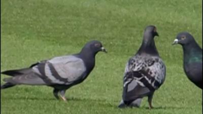 Pigeons on the grass at Lord's Cricket Ground in London