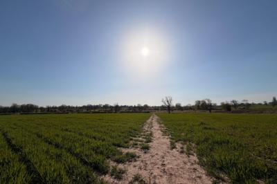 A sunny field with a dirt path leading toward distant trees under a clear blue sky