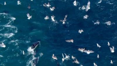 A group of dolphins and seagulls fight over a group of fish.