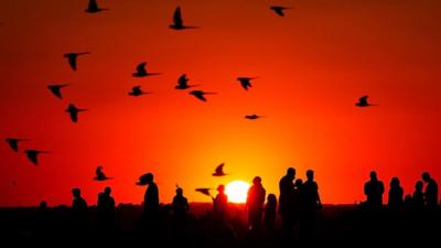A flock of birds fly overhead of people watching a sunset. All are silhouetted.