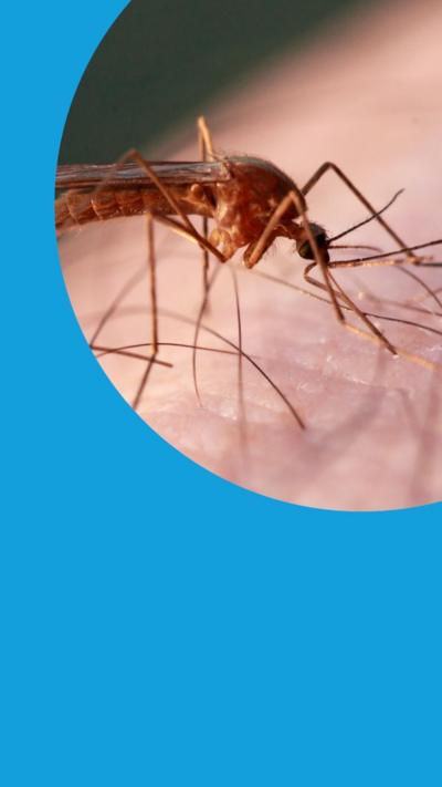 A close up picture of a mosquito on human skin 