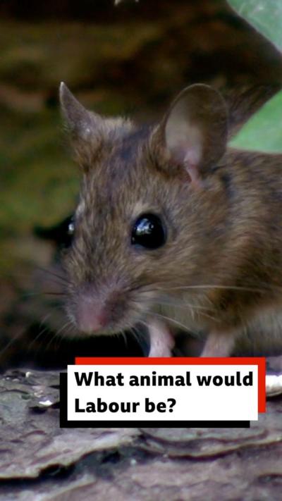 A small doormouse looks towards the camera.