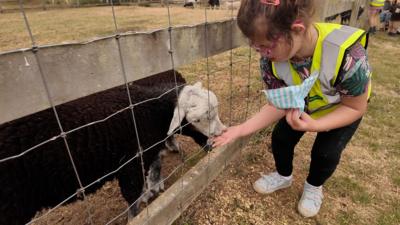 child feeding a sheep