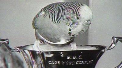 Black and white picture of Sparkie the budgie on top of a trophy that says 'ý Cage Word Contest'