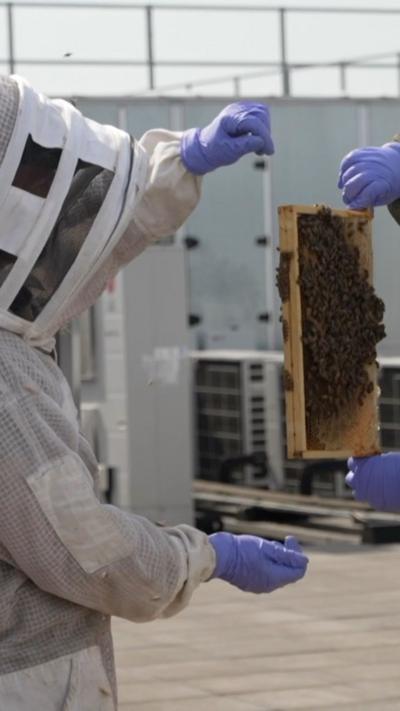 Office workers watch as beekeeper shows them bees from a hive