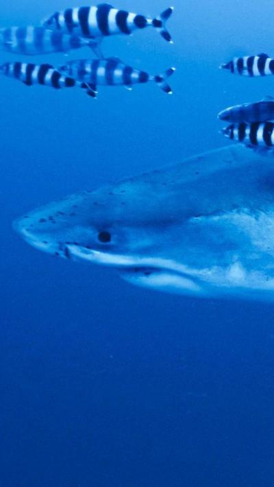 Great white shark swimming in the ocean followed by black and white fish