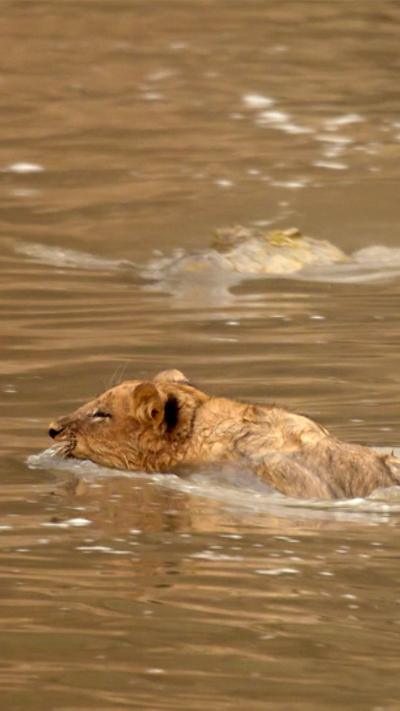 A crocodile approaches a swimming lion cub.