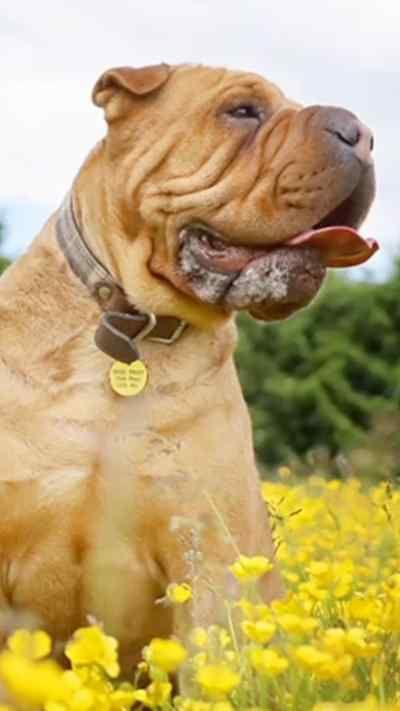 A shar pei dog in a field of yellow flowers