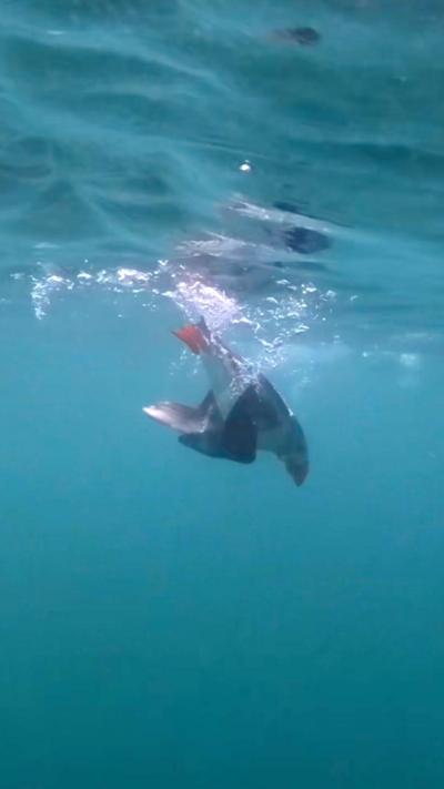 A puffin diving under water