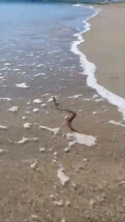 Snake swimming