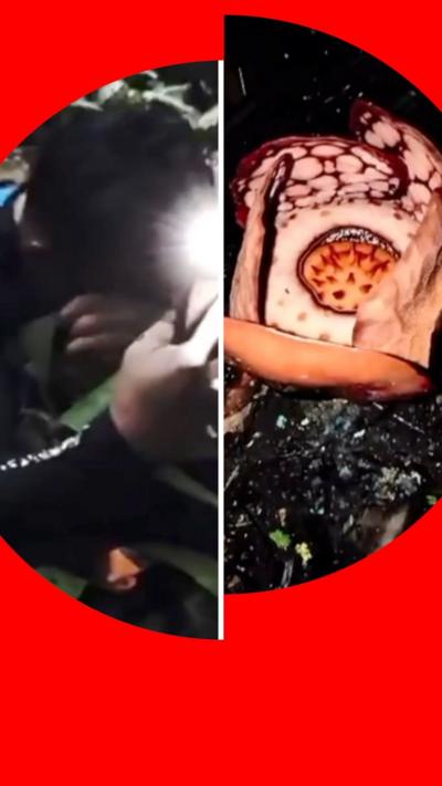 Split screen with a man crying on the left and a rare flower on the right