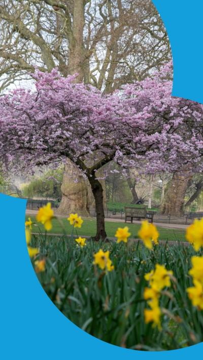 A tree with blossom behind bright yellow blooming daffodils in a park.