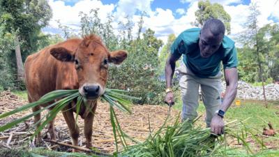 In a rural setting, a brown cow looks into the camera as it chews long grass while Emmanuel Wanyonyi bends over to its right to cut the grass