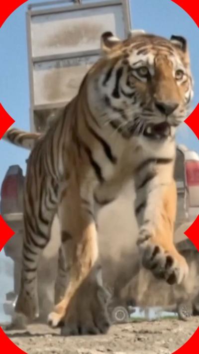 Tiger jumping from a cage on the back of a vehicle