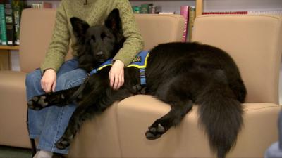 A black German Shepherd lying on a sofa. He has brown eyes and is wearing a blue and yellow assistance dog vest. He is sprawled out with his head on his owner's leg. His owner's face is not in the frame, but he can be seen from the shoulders down. He has his arm draped over the dog. 