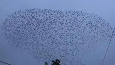 Murmuration of starlings