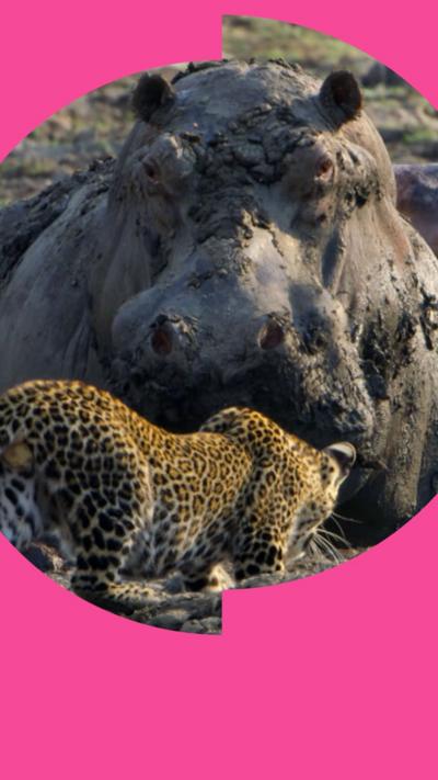 A leopard cub approaches a hippo