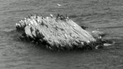 Seagulls gathered on the rocks at St Mary's Bay in Brixham, Devon.