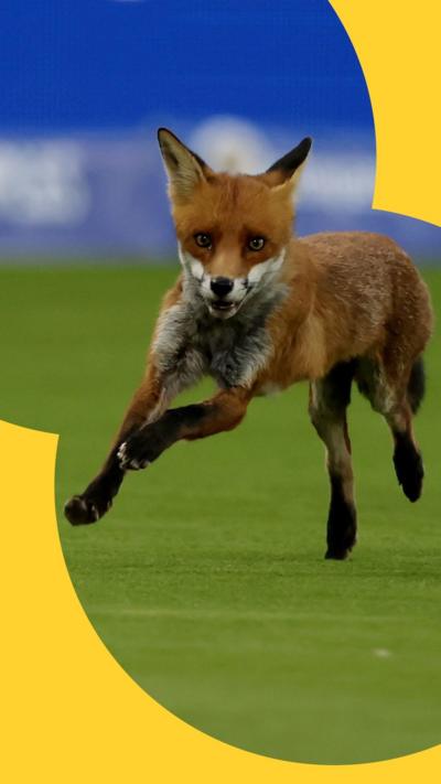 A fox runs around the edge of the field at Lord's Cricket Ground on August 05, 2025 