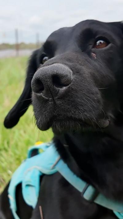 Close up image of a young black Labrador-spaniel cross, wearing a blue harness
