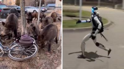 A splitscreen image which shows a group of wild boar next to a bike, and a robot running