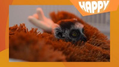 A baby monkey
