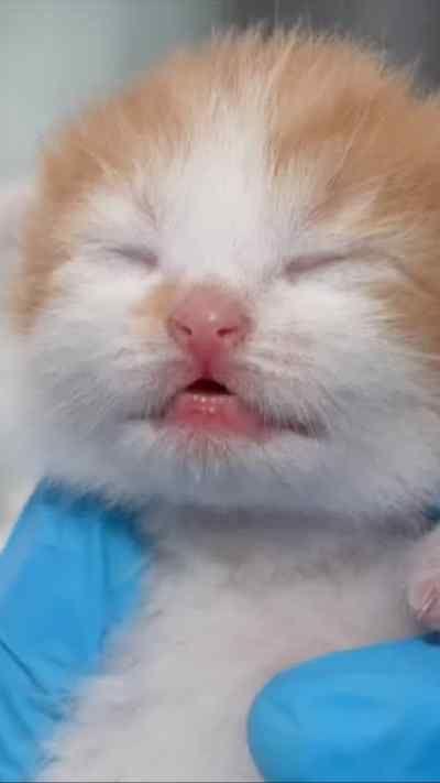 A kitten which is ginger and white and has its eyes closed, it is being held by a hand in a blue surgical glove.