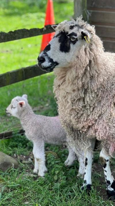 A white sheep with a black and white face stands next to a white lamb, both staring off-camera to the left. In the background is a field of grass.