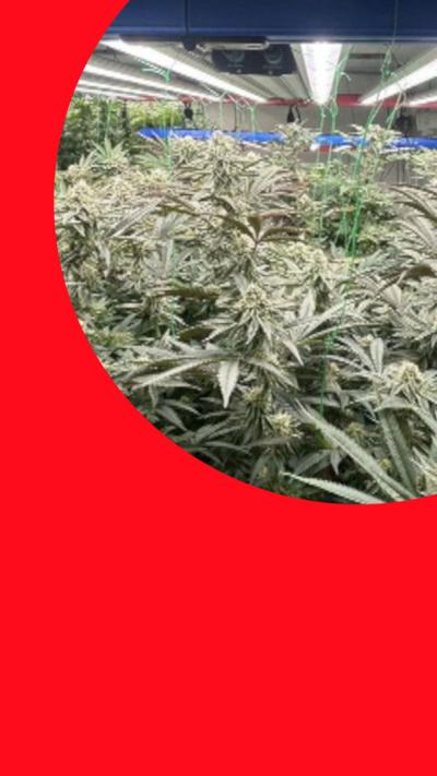 A building filled with cannabis plants growing