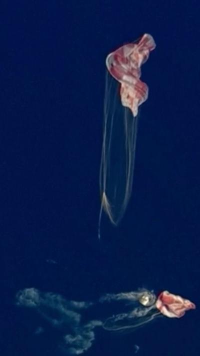 Large parachutes fold into the sea after the Artemis II splashdown