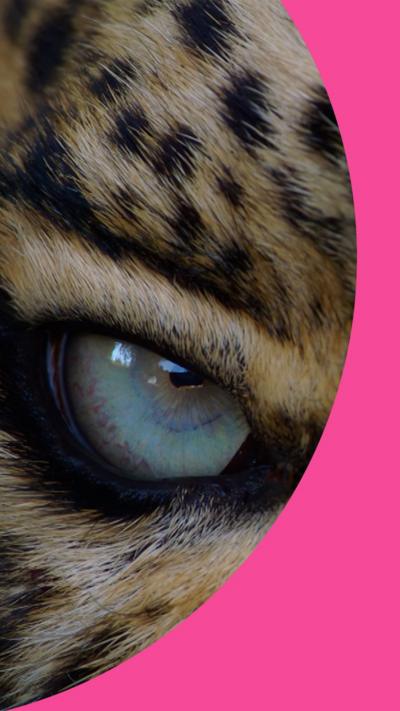 Close-up on the eye of a leopard