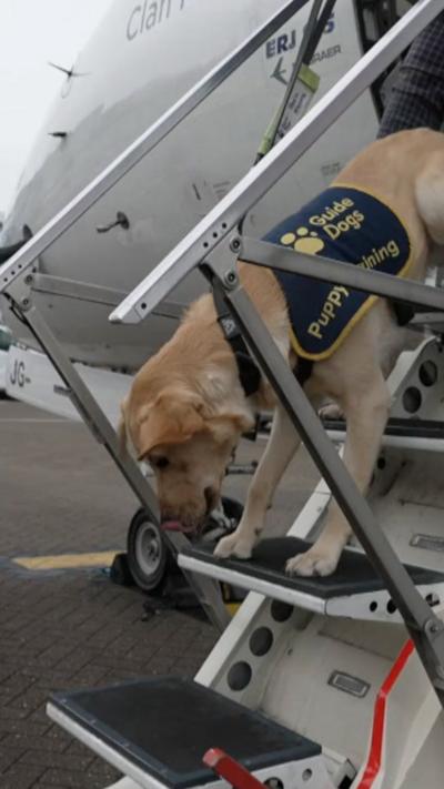 A guide dog puppy wearing it's working coat walks down aircraft stairs.