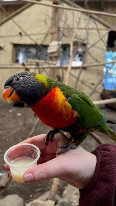 a bird with green, red and orange feathers on a hand drinking nectar