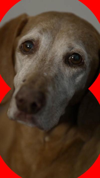 Dog looking at the camera with appealing eyes