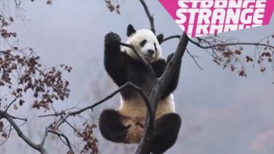 A panda up a  tree