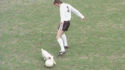 Brandy the Jack Russell terrier pushes a ball around a football player