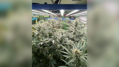 A building filled with cannabis plants growing