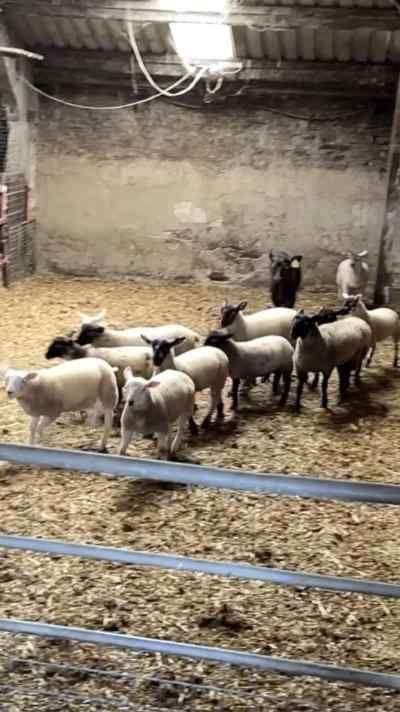 Sheep in a pen 