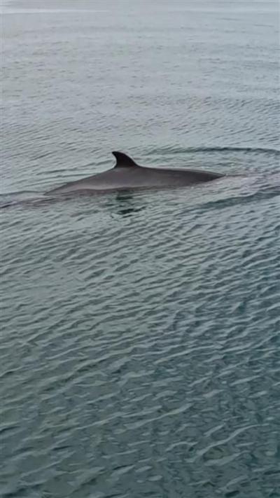 Minke whale in Ceredigion