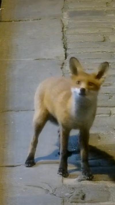 A CCTV image of a fox cub standing on a flagstone and cobbled street