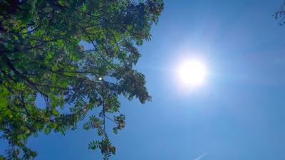 Bright blue sky with a shining Sun and a green tree edging the left of the photo 