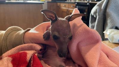 A baby wallaby wrapped in a towel or scarf. A human hand is gently supporting its neck from behind and they appear to be in a kitchen.