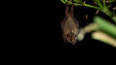 bat hanging upside down