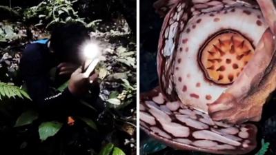 A speckled flower with an orange centre can be seen amid dark foliage.