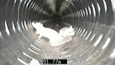Two squirrels moving around inside a cylindrical drain 
